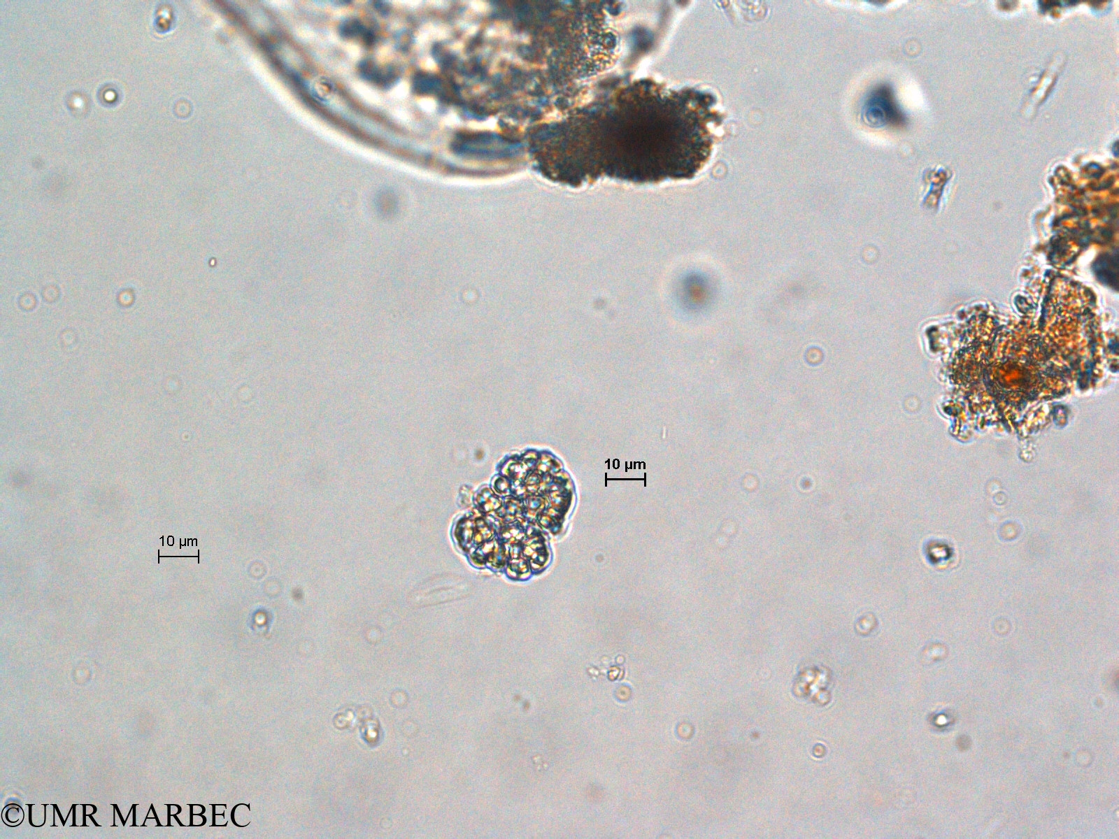 phyto/Scattered_Islands/europa/COMMA April 2011/Chroococcus sp3 (-1)(copy).jpg